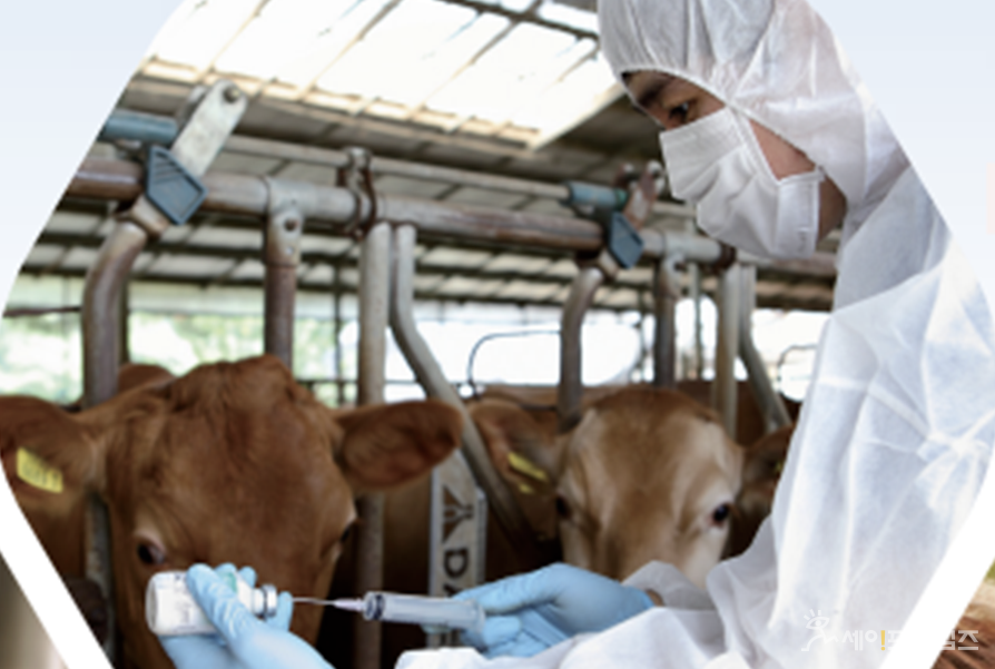 ▲ 농림축산검역본부 관계자가 가축방역을 하고 있다. ⓒ 검역본부
