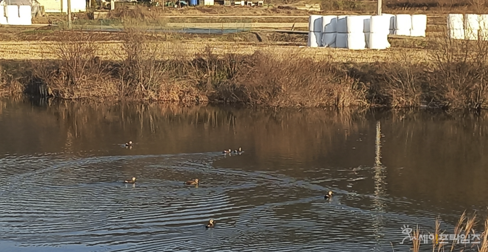 ▲ 겨울철 야생조류들이 물 위에 머물고 있다. ⓒ 김미영 기자