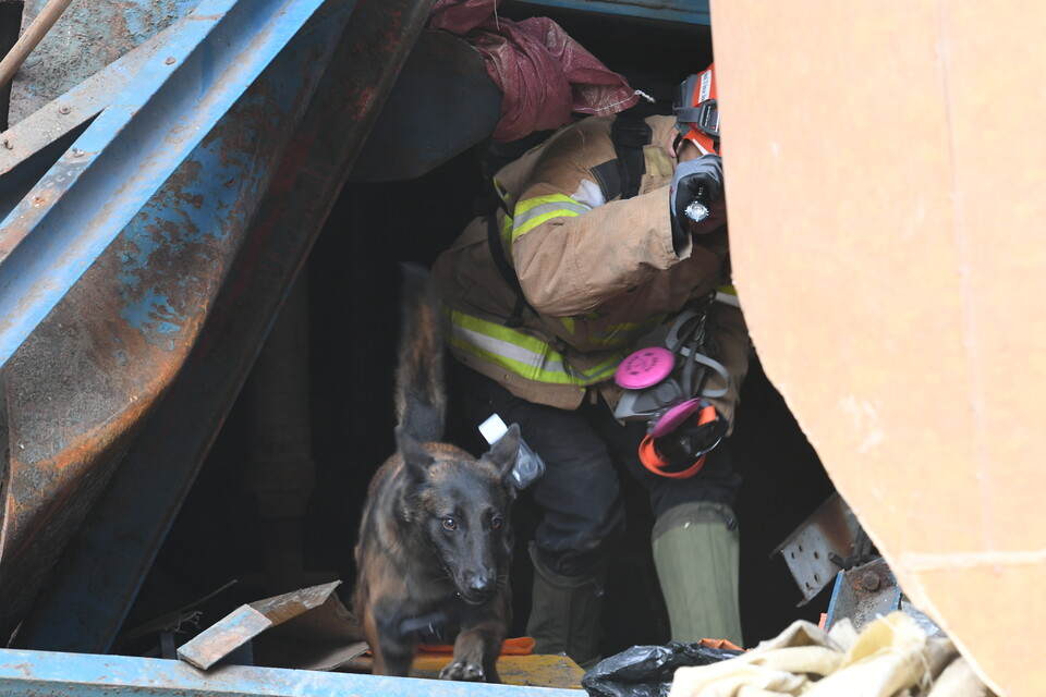 ▲ 12일 오전 울산화력발전소 붕괴 사고 현장에서 119구조견과 핸들러가 위치가 확인되지 않은 매몰자를 수색하고 있다. ⓒ 소방청