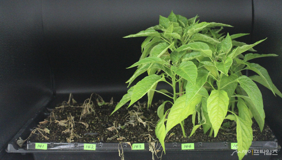 ▲ 역병 접종 4주 후 고추 유전자원별 저항성을 확인한 실험으로 왼쪽 포트(141~143)는 병에 취약해 고사한 반면 오른쪽 포트(144~145)는 잎이 건강하게 자라 저항성을 나타냈다. ⓒ 농진청