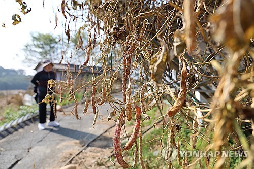 ▲ 음성군은 지난달 발생한 대소면 화학물질 유출 사고로 인해 농작물 피해를 입은 농가의 생활 안정을 위해 2차 지원금을 지급했다고 25일 밝혔다. ⓒ 연합뉴스